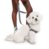 Step In Harness.