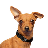 Dog Collar.