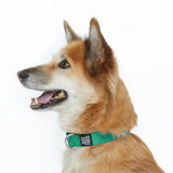 Dog Collar.