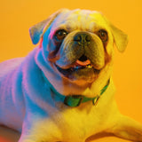 Dog Collar Kit.