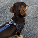 Step In Harness.
