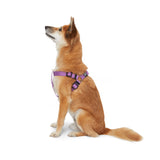 Step In Harness.