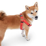 Step In Harness.
